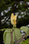 Cucumber tree